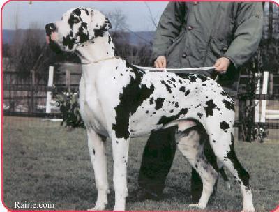 Ch Nearco Des Pulckerrimi