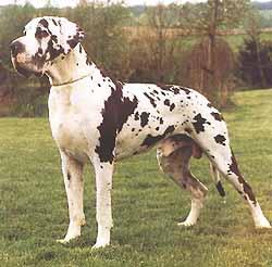 Ch Nearco Des Pulckerrimi