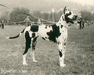 Ch Anka Von  Der Rotburg