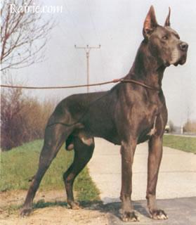 Elmar Von Sankt Killian