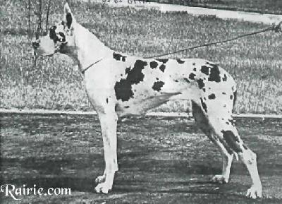 Ch Gitta Von Albersloher Hohe