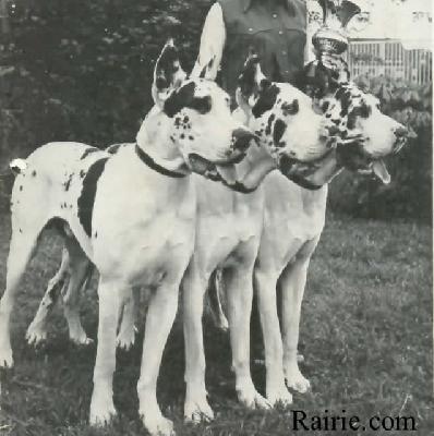 Ch Dago Von St Rocco