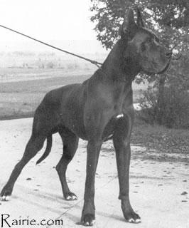 Ch Fifty One Von Haus Fresena