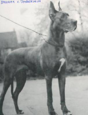 Baccara Von Trabersruh