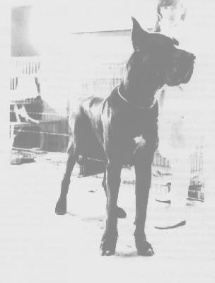 Ch Condor De La Falgueret