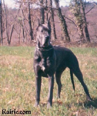 Ch Edina Von Der Buecher Hohe