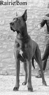 Ch Edina Von Der Buecher Hohe