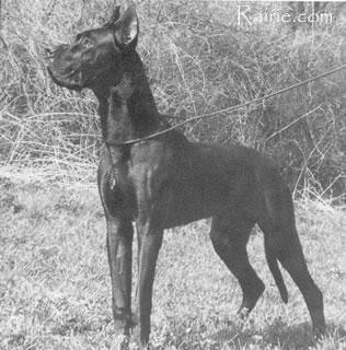 Ch Zorro Perasperaadastra