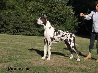 Ch Oreole Des Terres De La Rairie