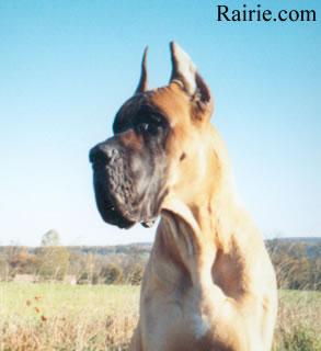 Phaar Des Terres  De La Rairie