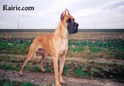 Phaar Des Terres  De La Rairie