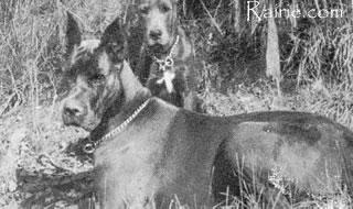 Qualis De La Templerie