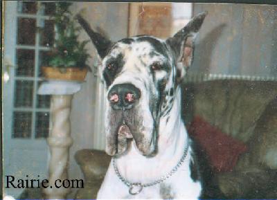 Day Dream Du Domaine De Valdemar