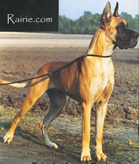 Fair Lady Von Beelen