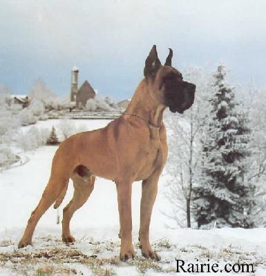 Ch Vulcan Des Terres  De La Rairie