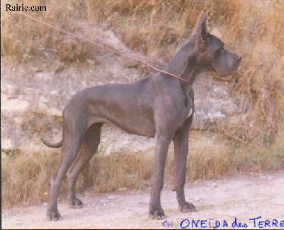 Ch Oneida Des Terres  De La Rairie