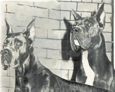 Schandor Von Der Arche Noah