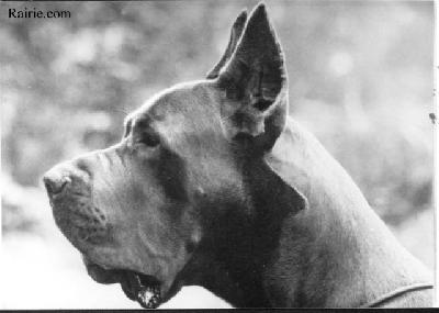 Lucky Vom Schlachtensee