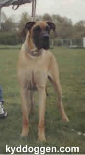 Amuprett Amo Gabrysine Skrzaty