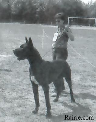 Ch Blitz Von Urselbach