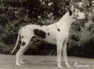 Ch Asso Von Nordseedeich