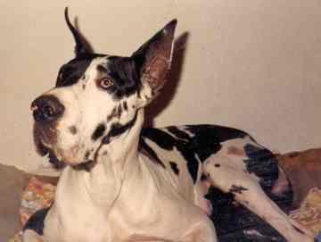 Volvodie Du Clos Templerie