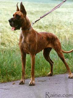 Ch Thora Von Harlekin