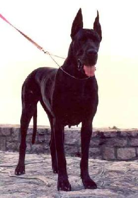 Cyddhartha De La Benjamine