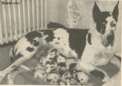 Ch Neda De Mourre Frais