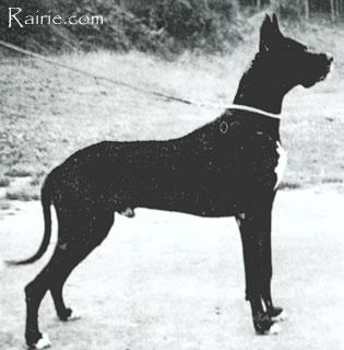 Adler Von Heidebrunle