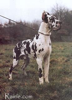 Ch Blizzard Von Quellental