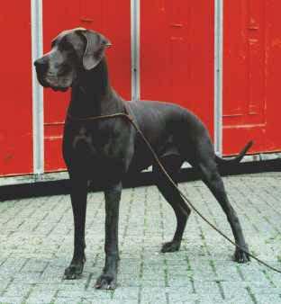 Chantal Kimberley Von Rosherta