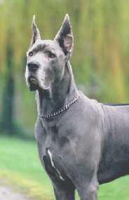 King Shere Khan Von Der Lifthrasir