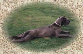 Solit�r Von Der Osterau