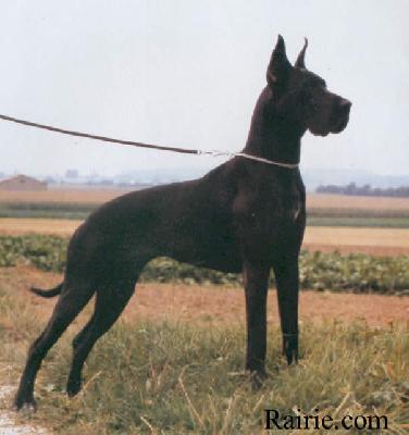 Quicky Vom Ulmer M�nster