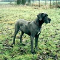 Diana Von Der Villa Medici