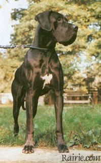 Palpasa Von Der Burg Diana