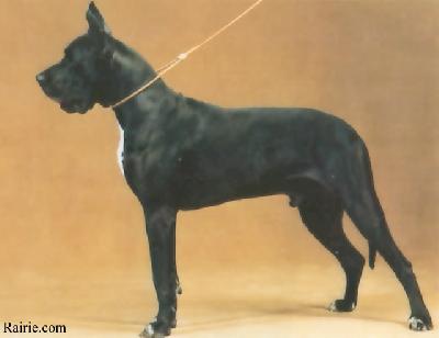 Ch Chandor Von  Buzzards Bay