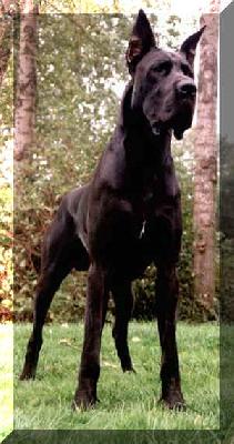 Ch Master-piece Von Der Lifthrasir