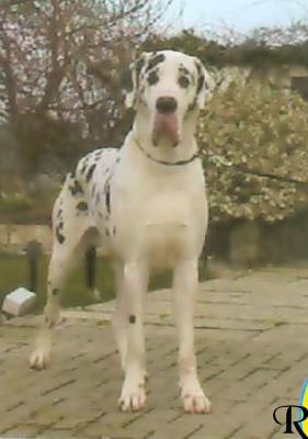 Uno Van Het Oenselerheem