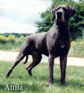 Attila Les Beautes De  Nuit