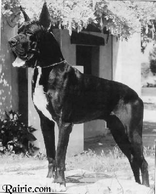 Ch Irgen De La Grande Vigie