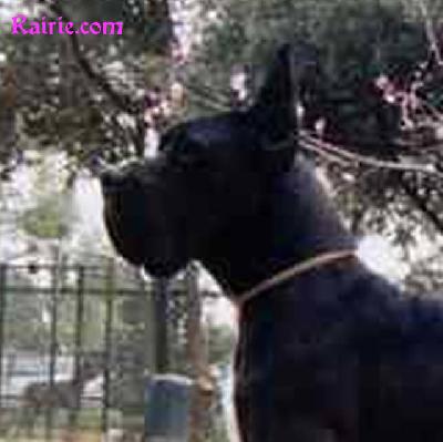 Ch Irgen De La Grande Vigie