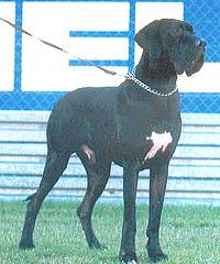 Ch Palermo Von Der Nrburg