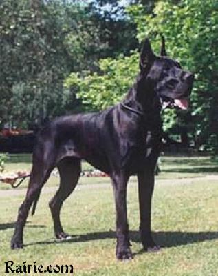 Belzebub Canis Canum