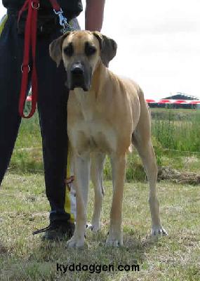 Delphie Vom W�chterberg