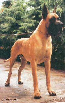 Jago Vom Westfalenweg