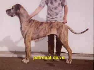 Querula Dei Cinegeti