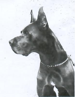 Arco Von Der Materborner Schweiz