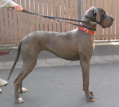 Elfe Vom Hause Wagner